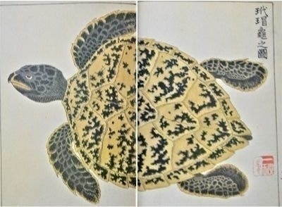 べっ甲、ベッ甲イソガイ、亀戸、浅草、鼈甲、伝統工芸、玳瑁図説、甲羅、